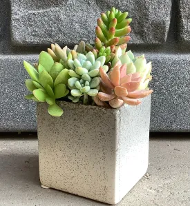 3.5" Assorted Succulents in Square Two Tone Grey Pot